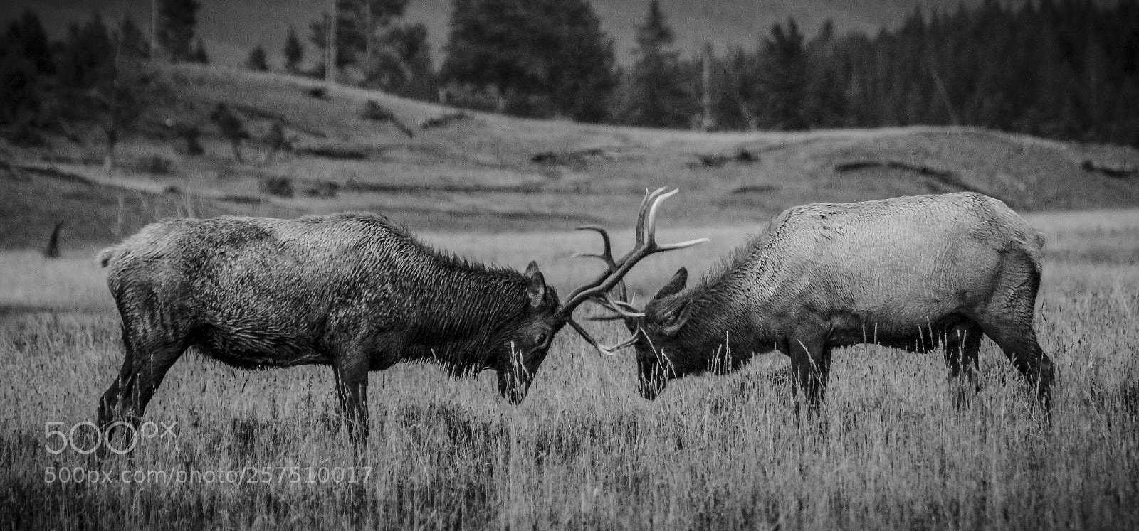 Canon EOS 60D sample photo. Elk photography