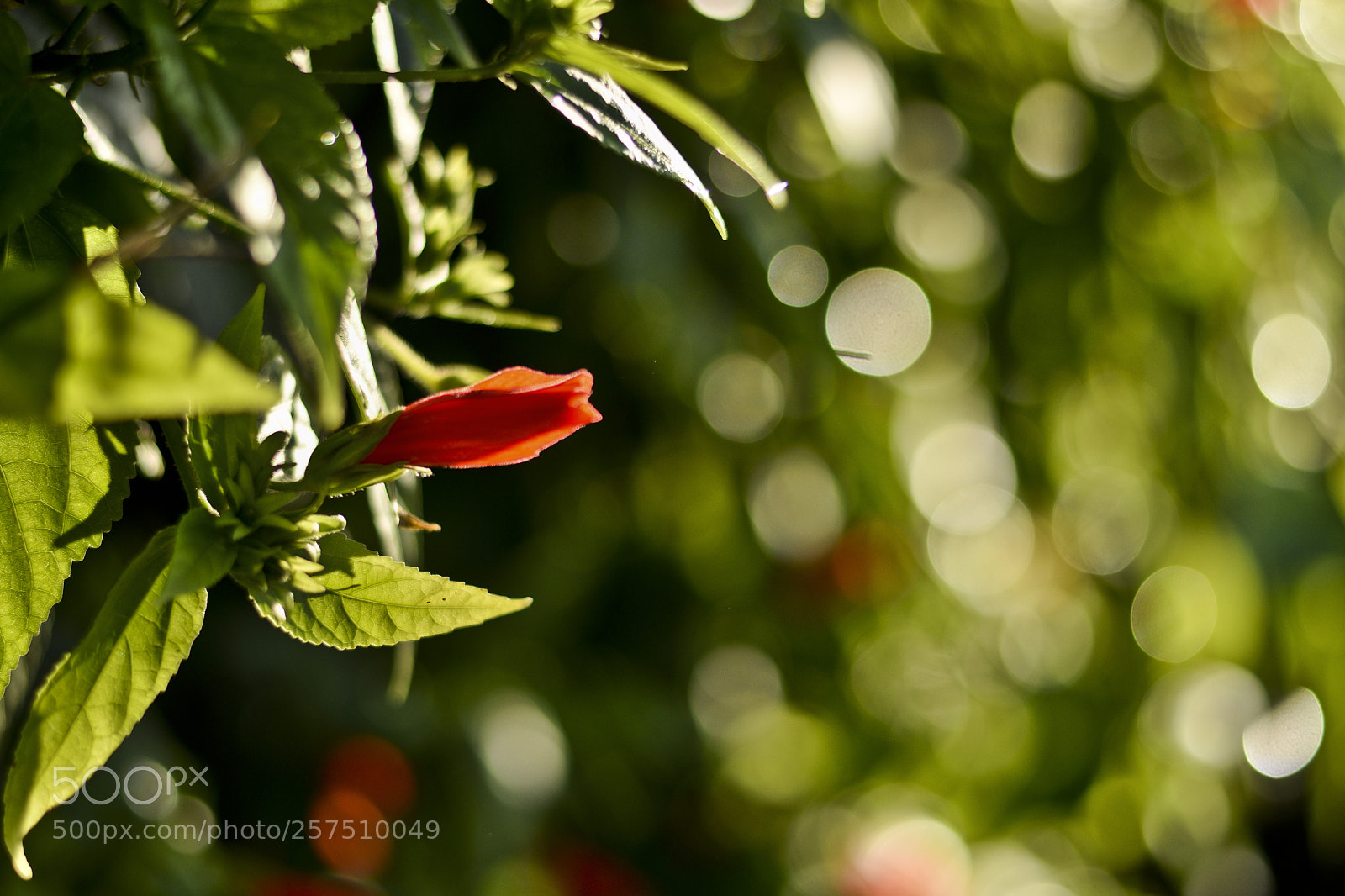 Nikon D5300 sample photo. Untitled photography