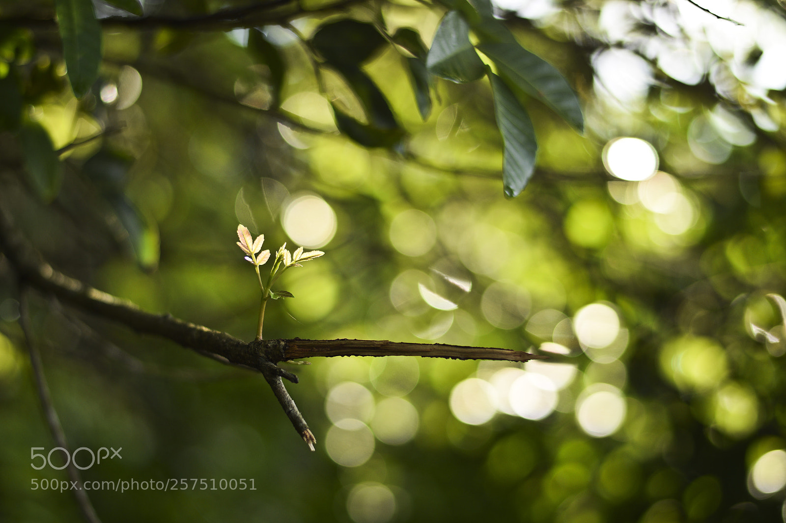 Nikon D5300 sample photo. Untitled photography