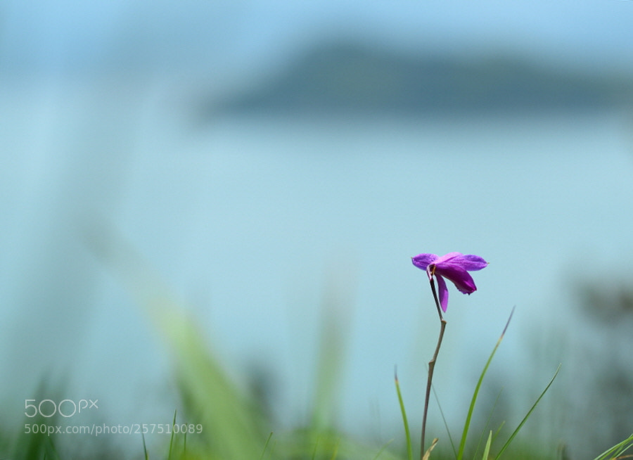 Nikon D800 sample photo. A floating island photography