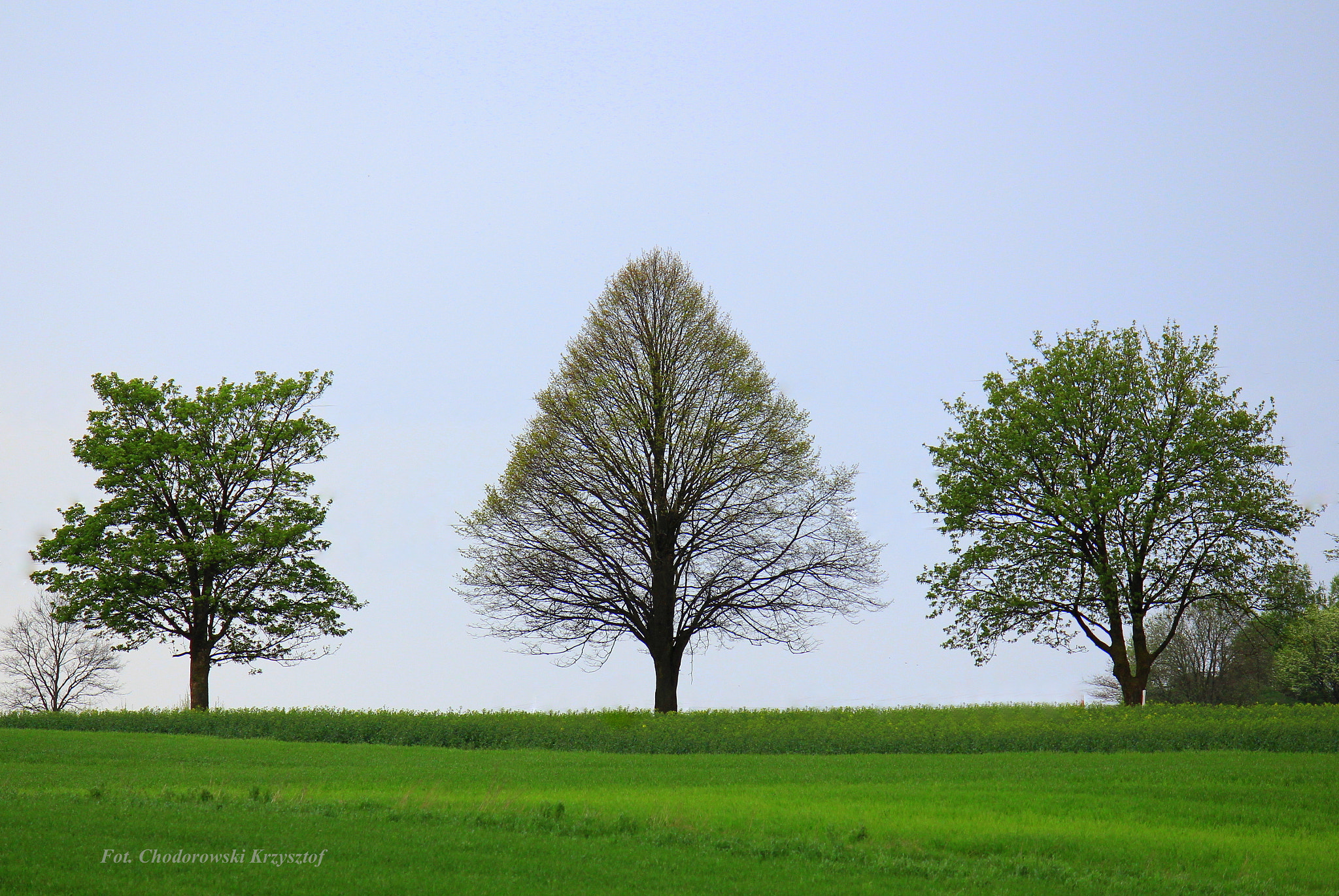 Canon EF-S 55-250mm F4-5.6 IS II sample photo. Ideal tree photography