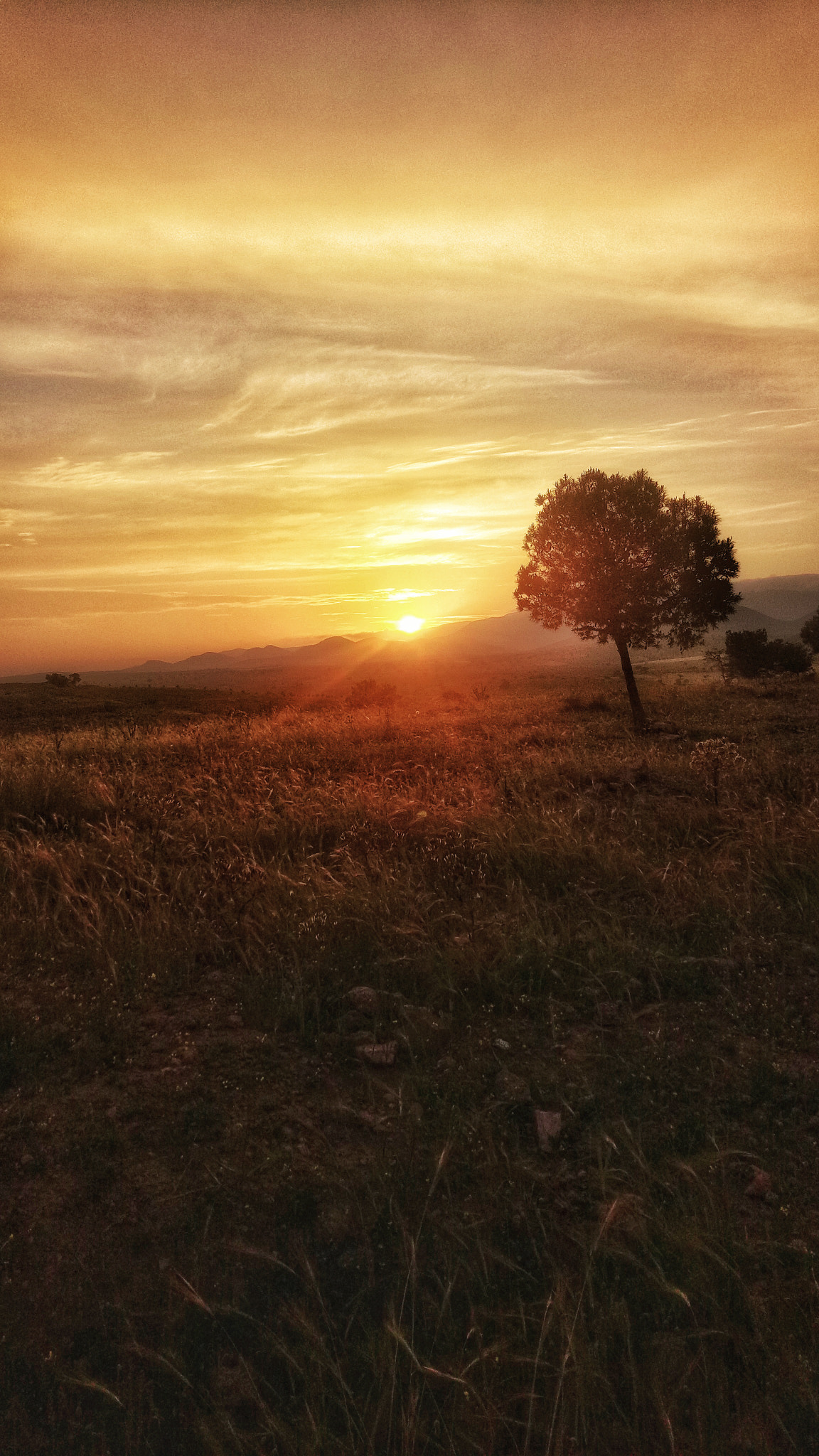 OPPO A1601 sample photo