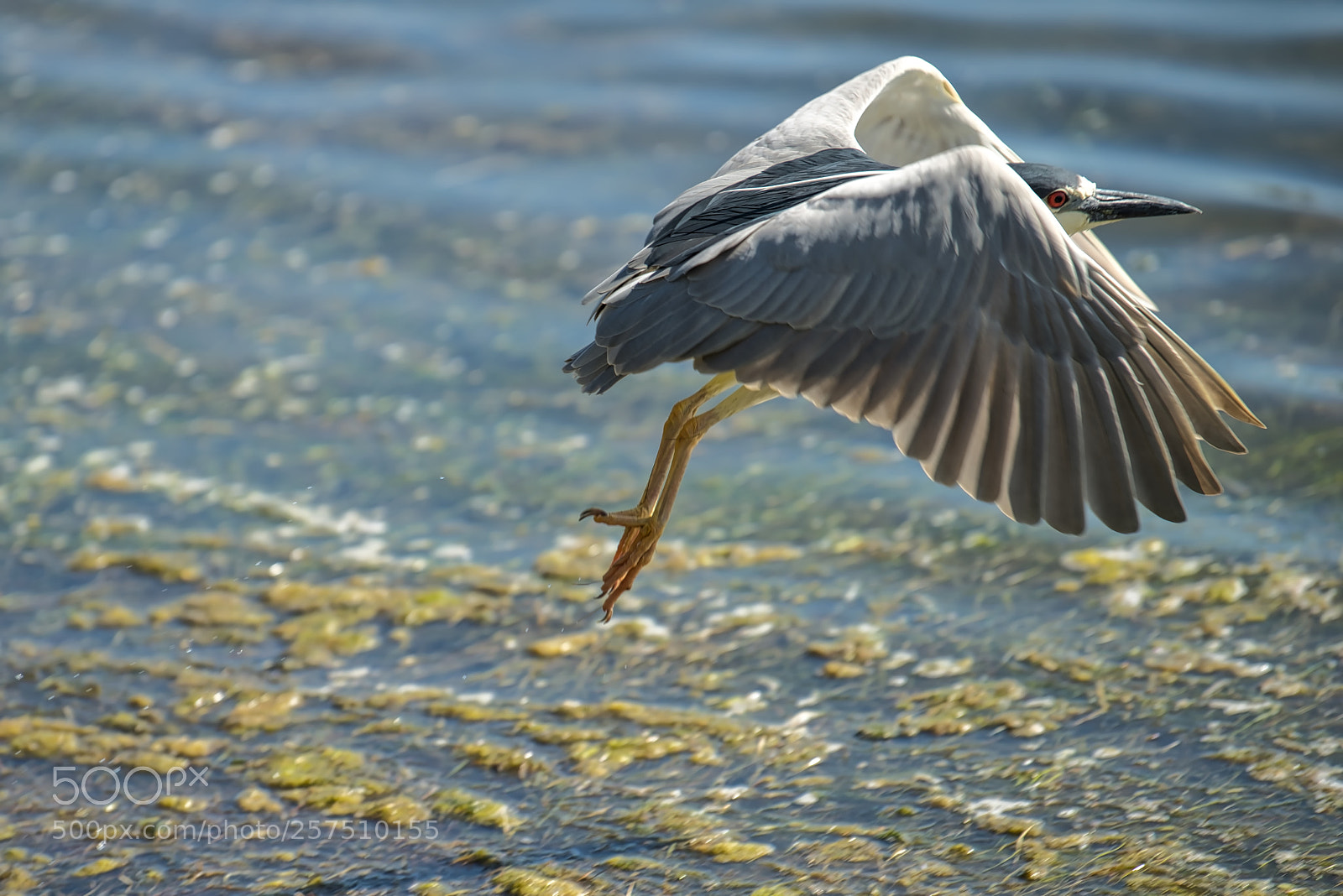 Nikon D800 sample photo. Levitation photography
