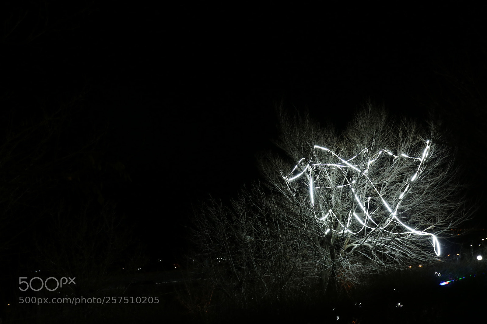 Canon EOS 750D (EOS Rebel T6i / EOS Kiss X8i) sample photo. Light tree photography