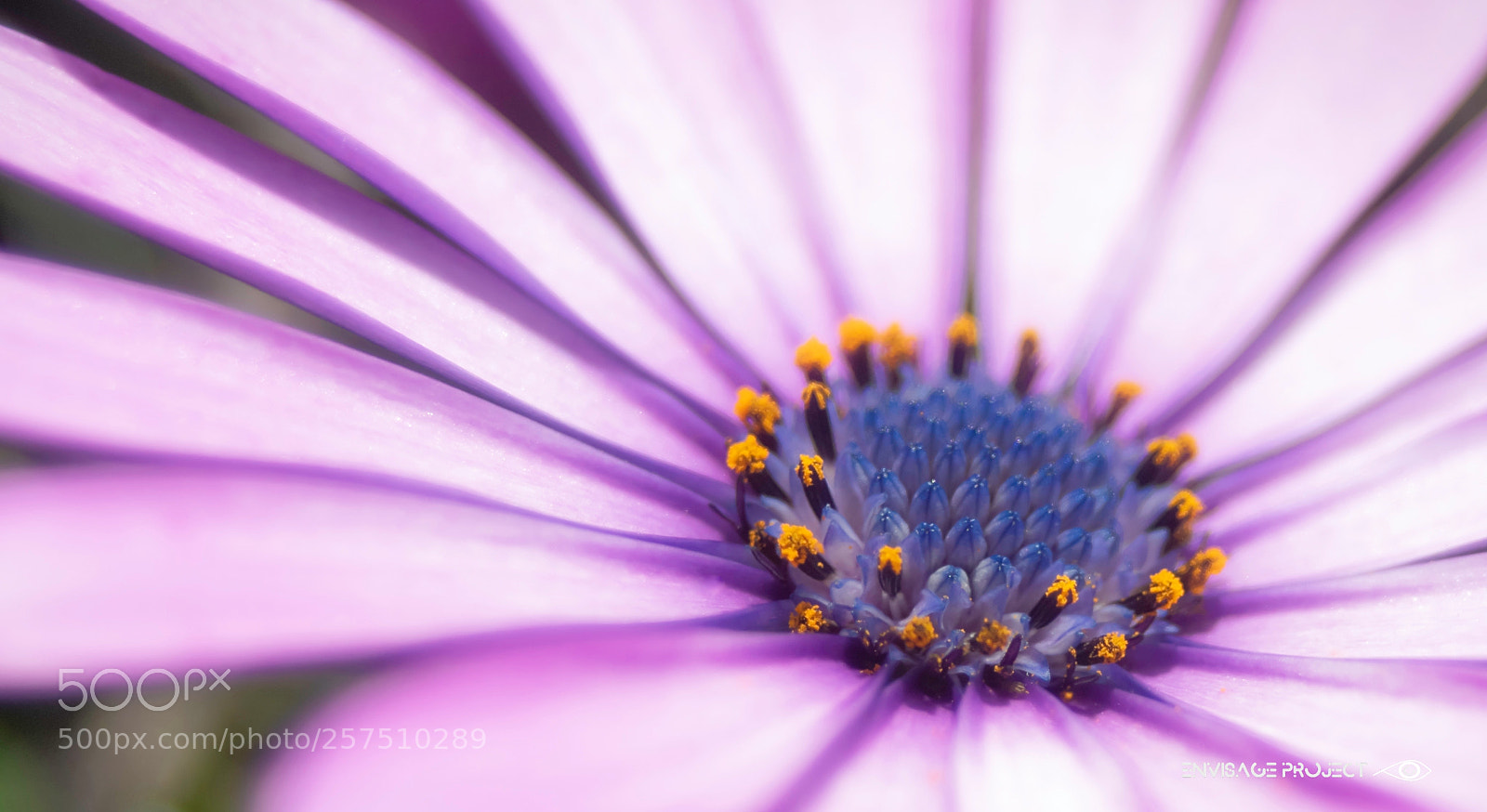 Sony a7R sample photo. Soft pink daisy photography
