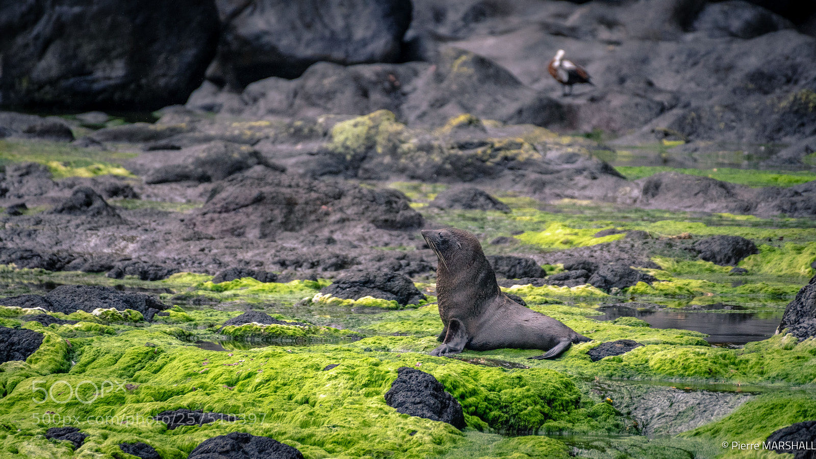 Nikon D500 sample photo. Seal sitting on a photography
