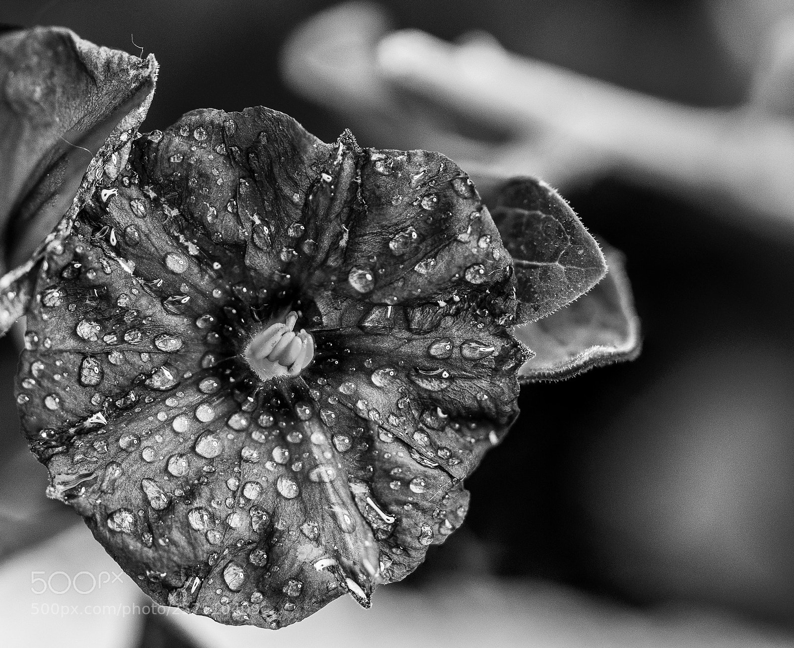 Sony a7 III sample photo. Flower in the dew. photography
