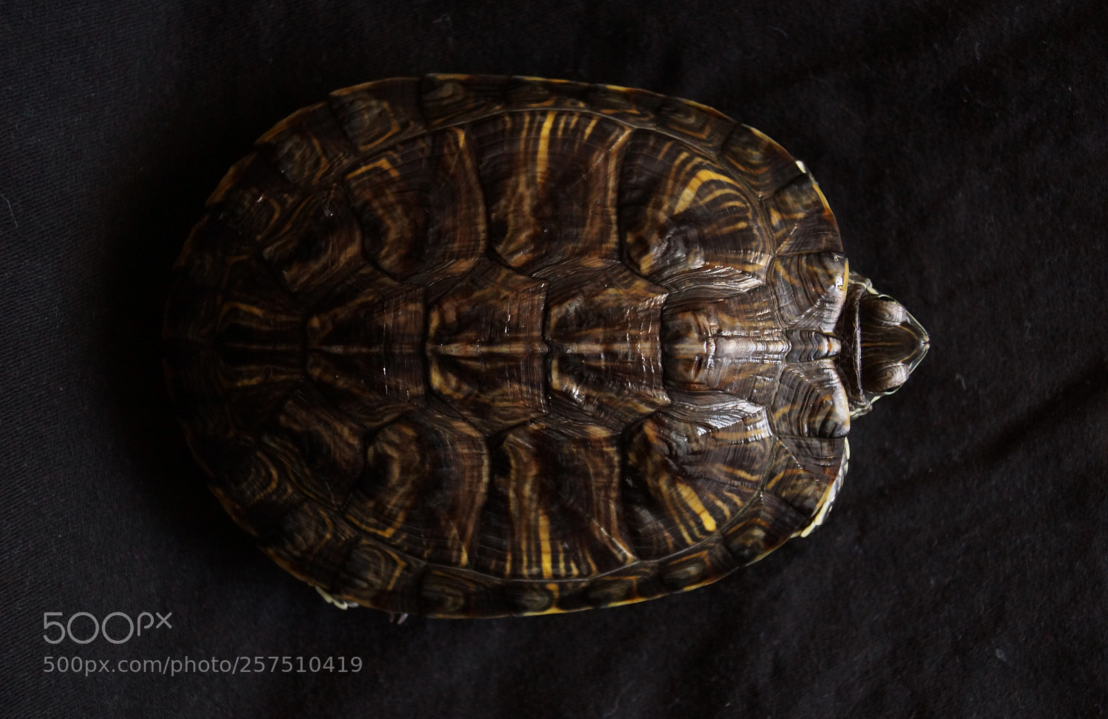 Sony SLT-A65 (SLT-A65V) sample photo. Balthazarr's shell photography
