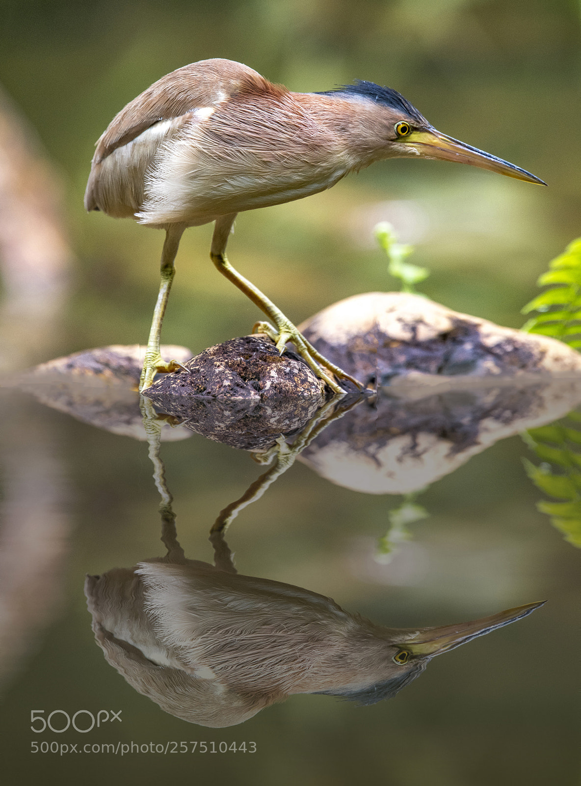 Nikon D500 sample photo. Yellow bittern - the photography