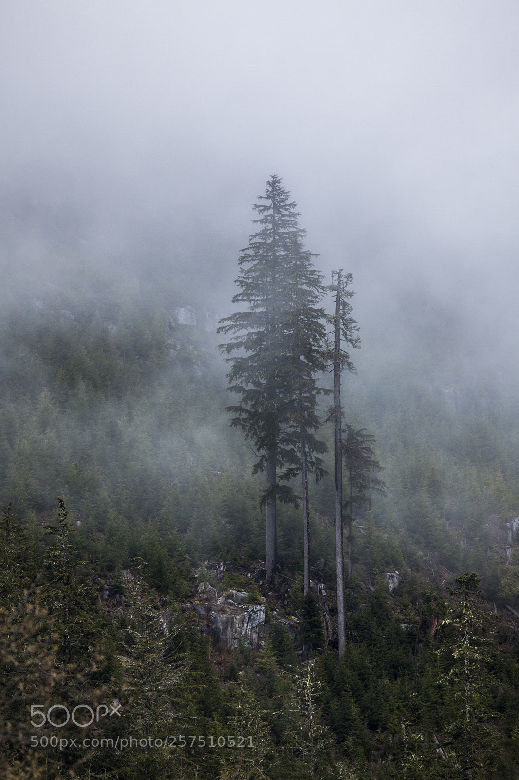 Canon EOS 5D Mark II sample photo. Seed tree!-vancouver island photography