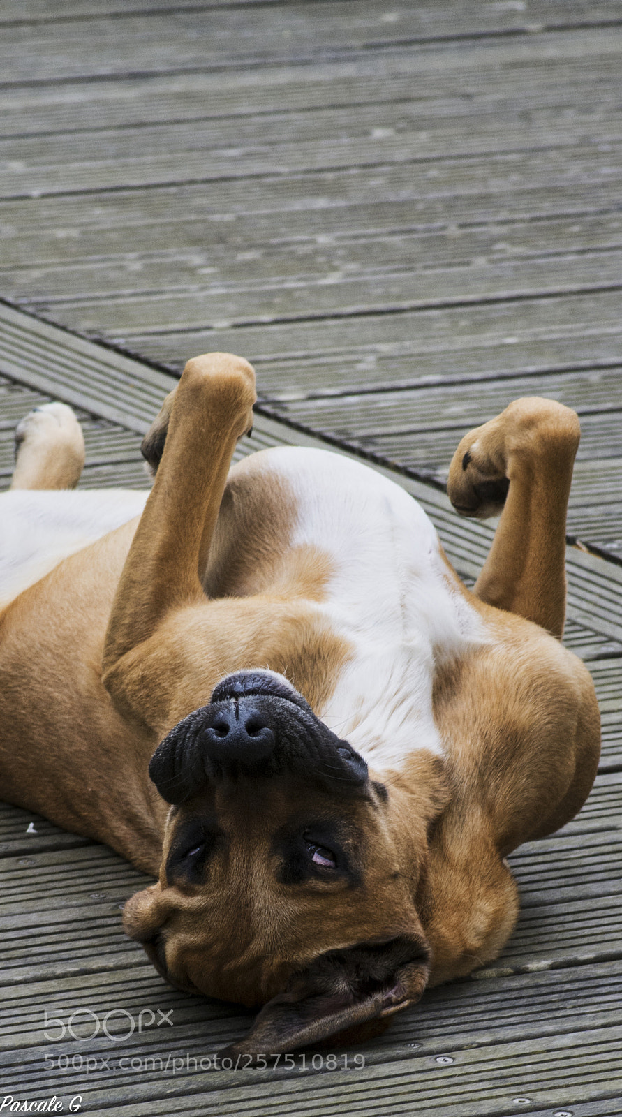 Nikon D7100 sample photo. Dog life ... une photography