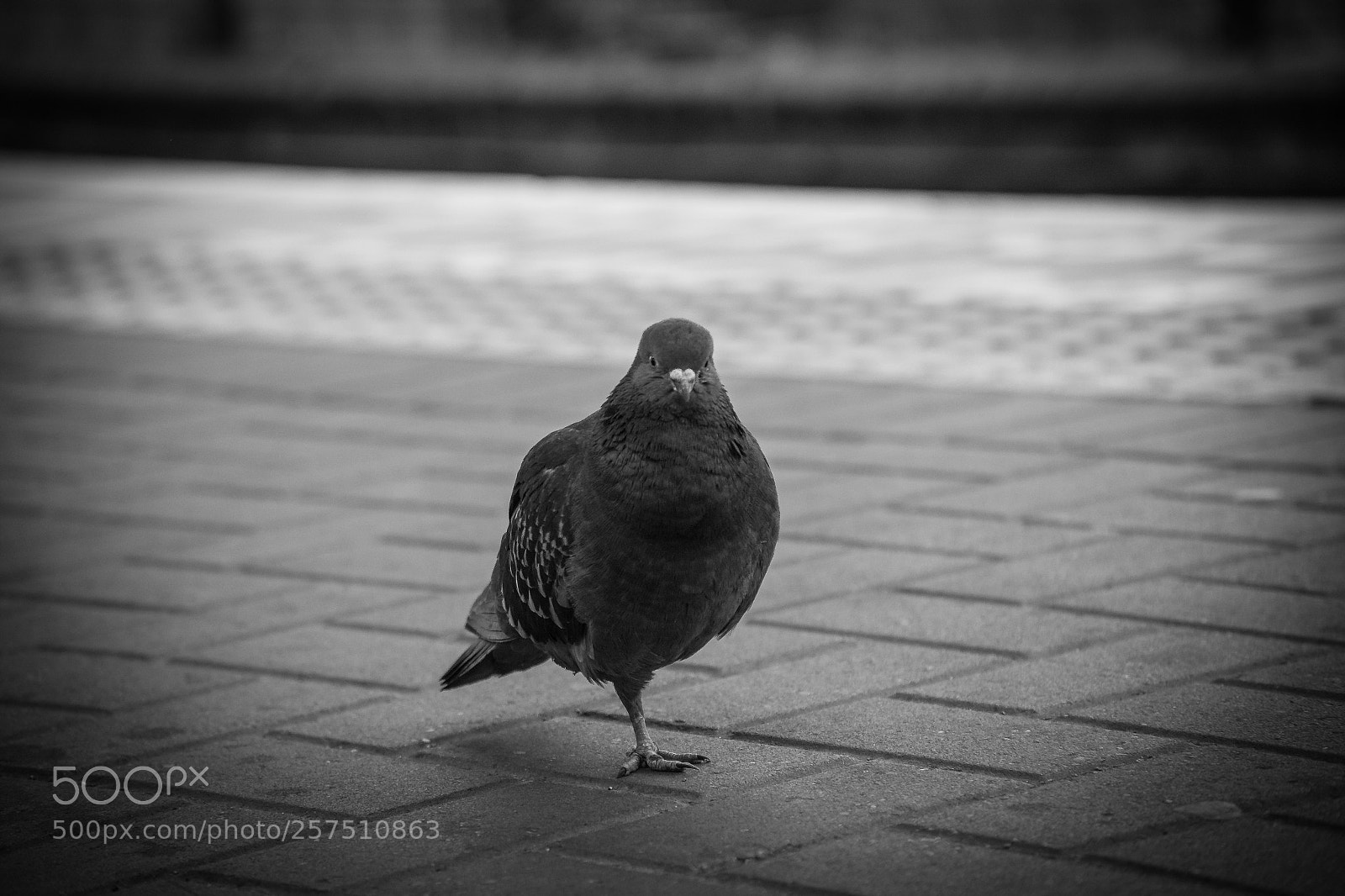 Sony a7 sample photo. B & w photography
