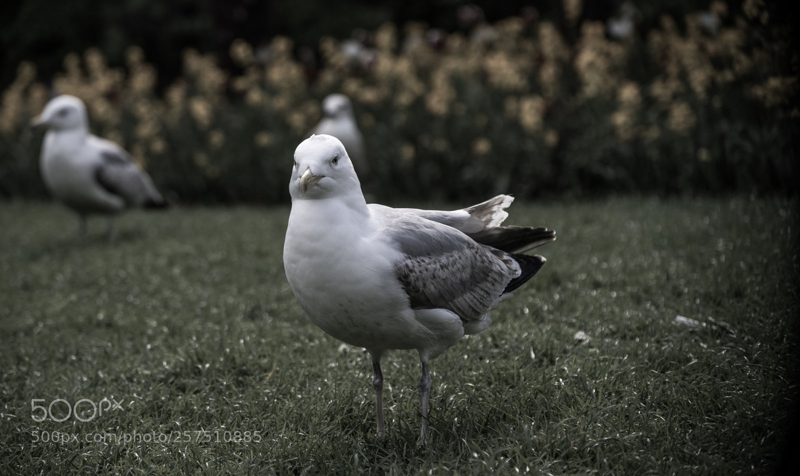 Sony a7 sample photo. Rm photography