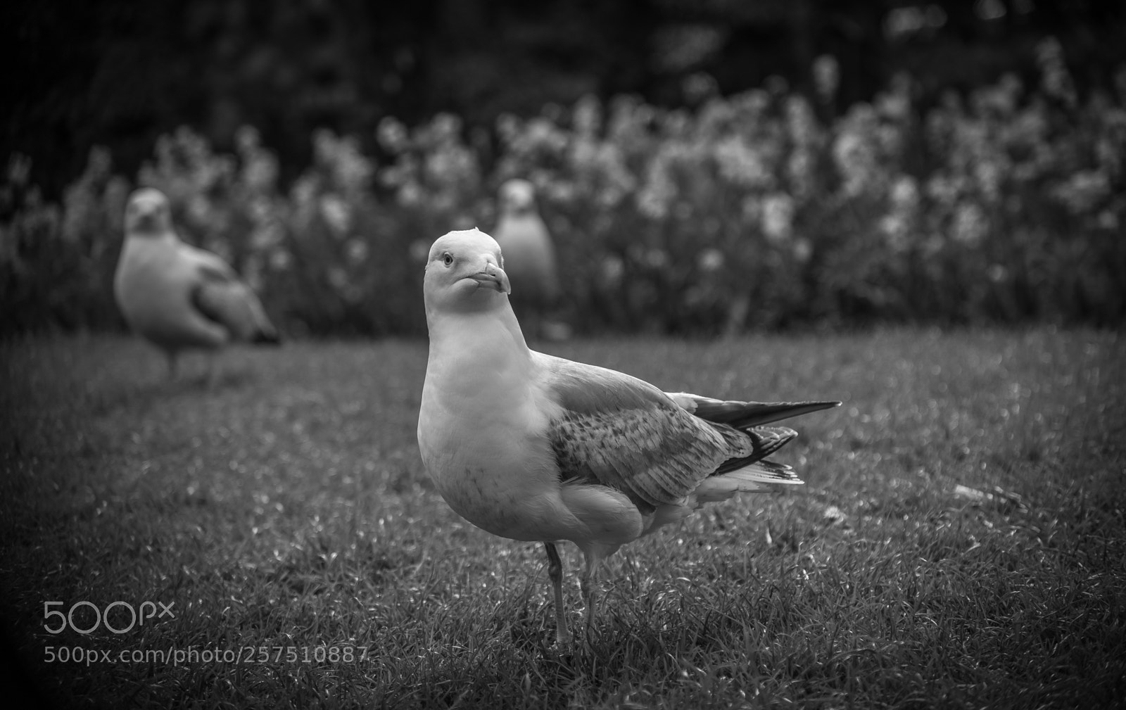 Sony a7 sample photo. B & w photography