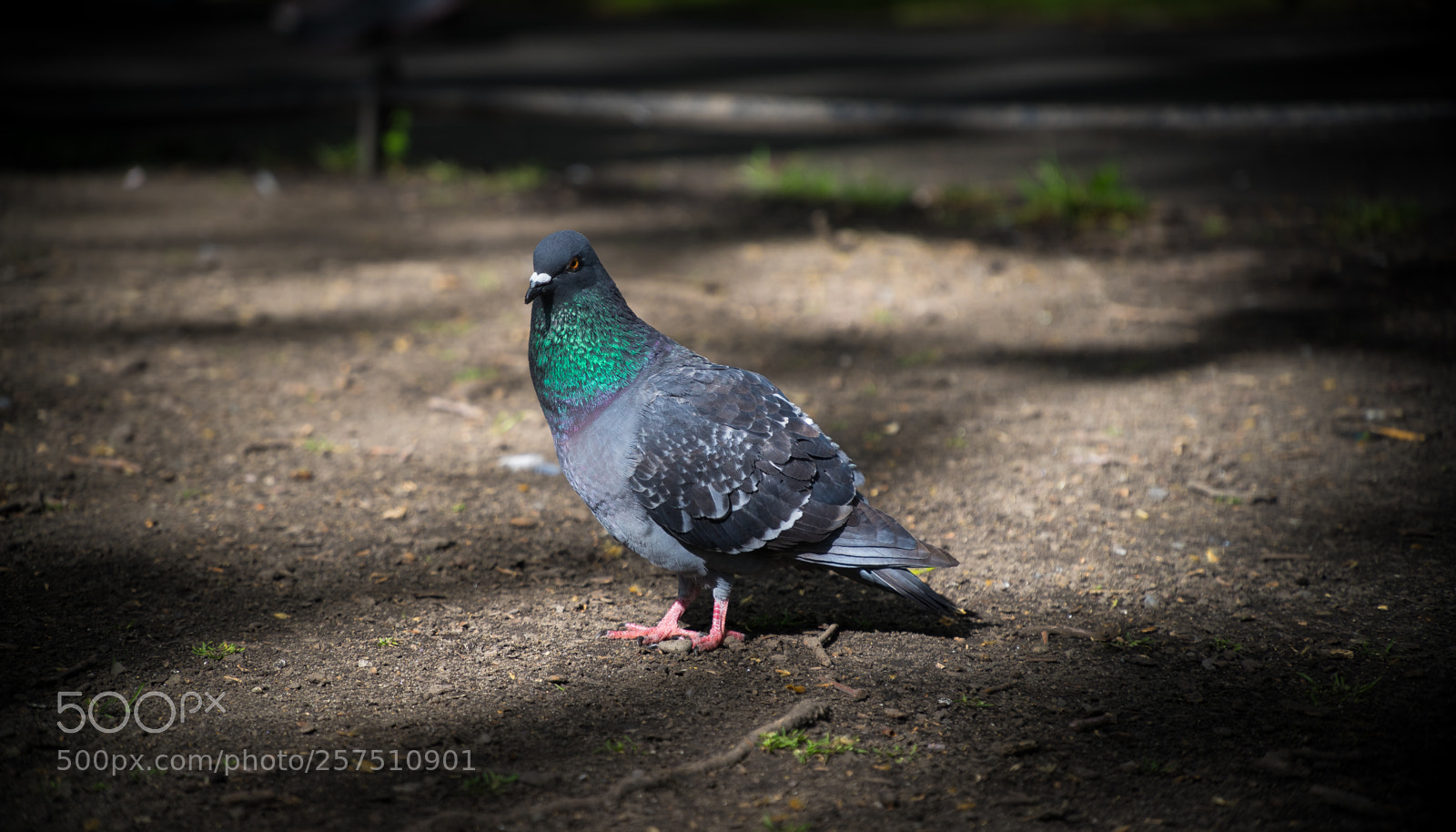 Sony a7 sample photo. Rm photography