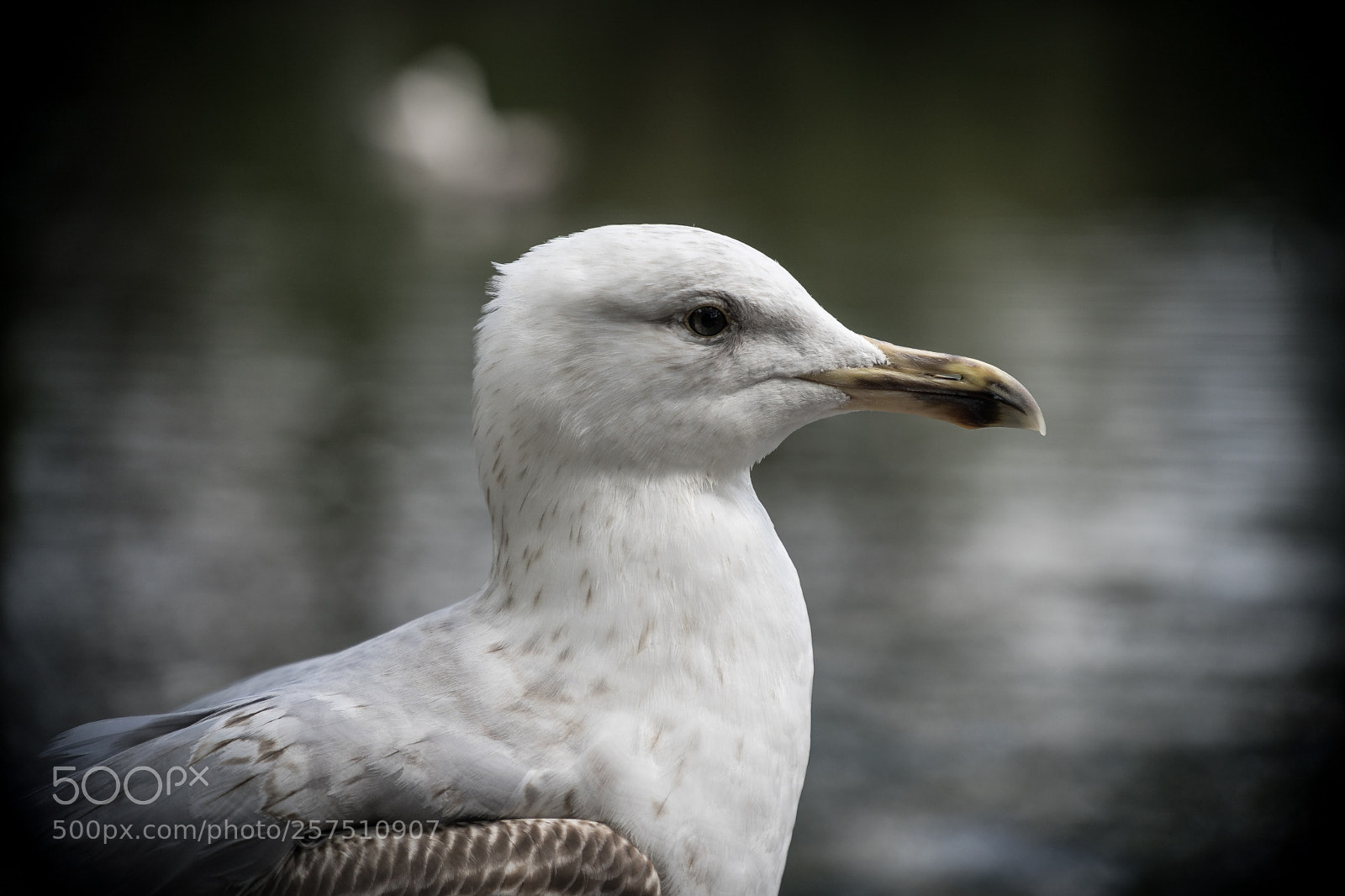 Sony a7 sample photo. Rm photography
