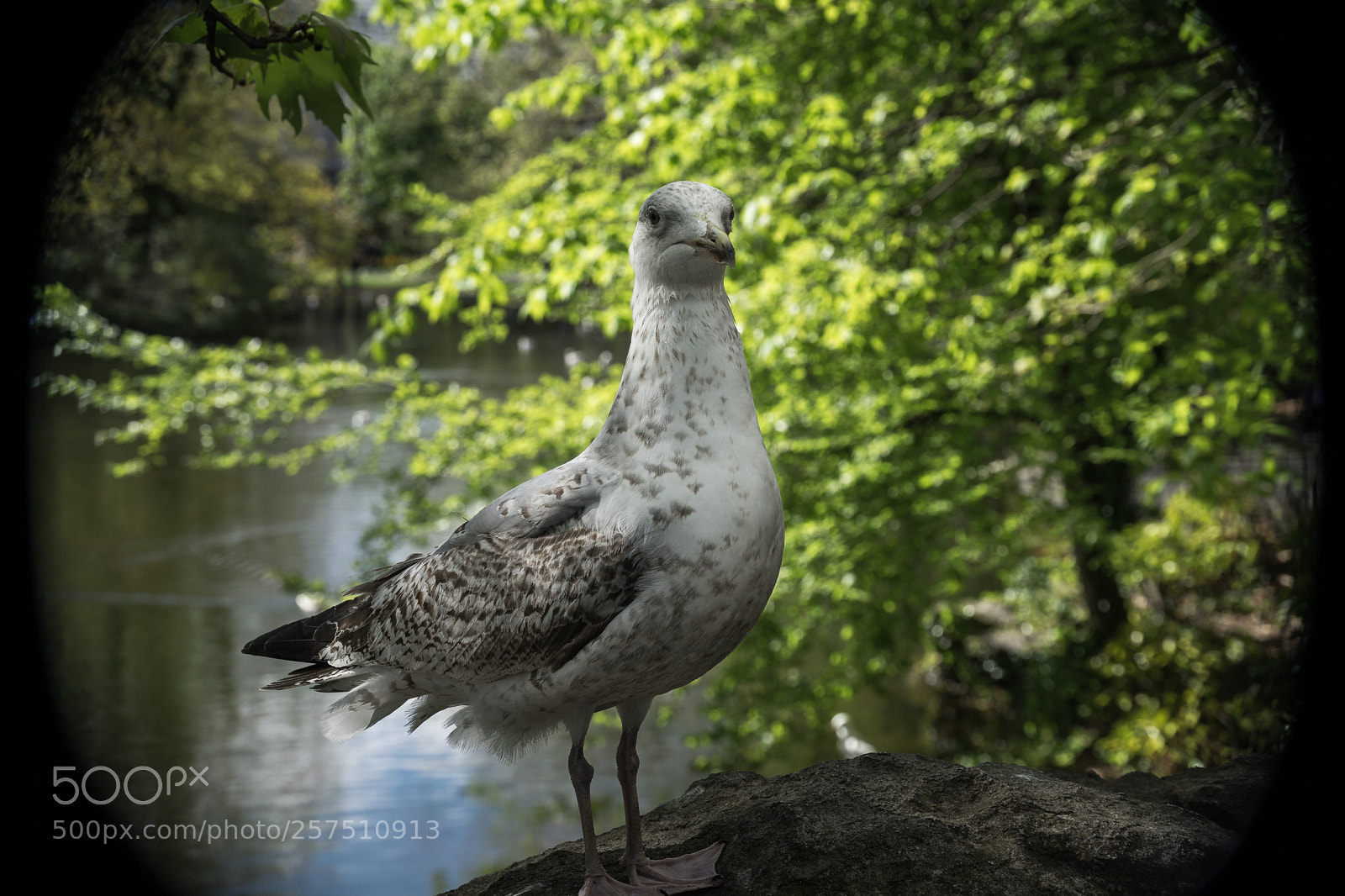 Sony a7 sample photo. Rm photography