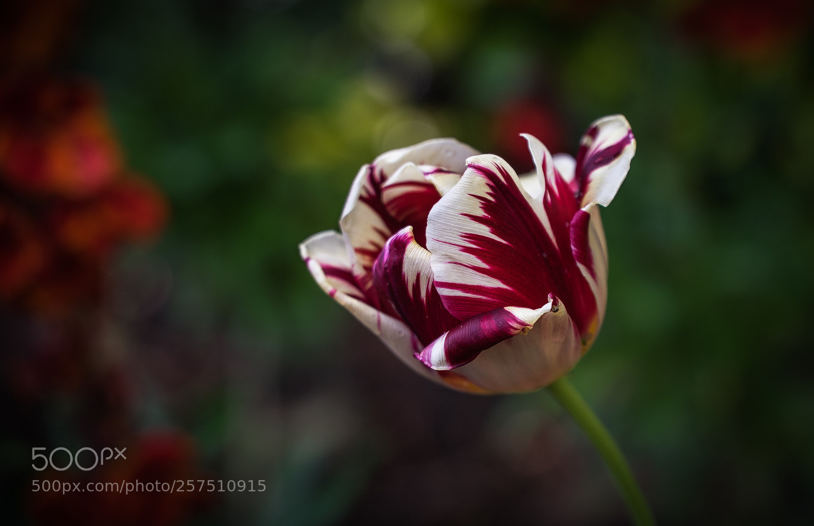 Sony a7 sample photo. Flower photography