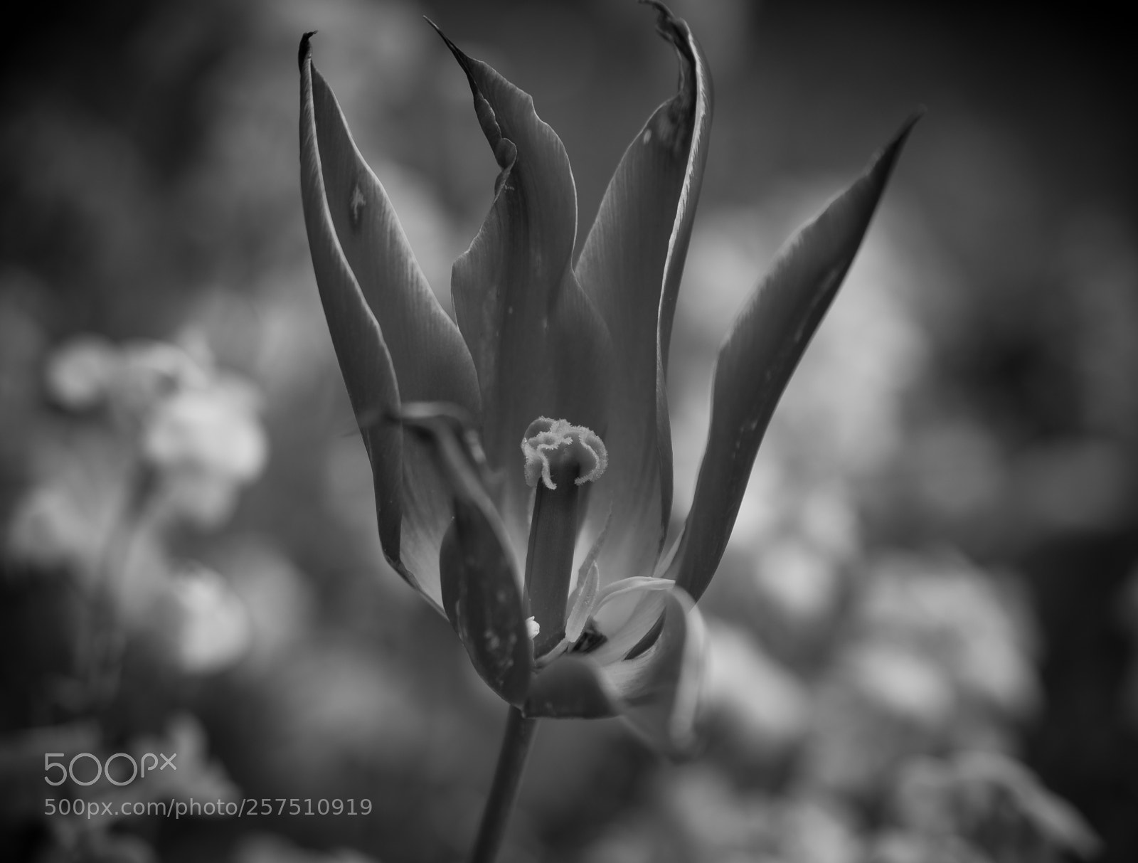 Sony a7 sample photo. B & w photography