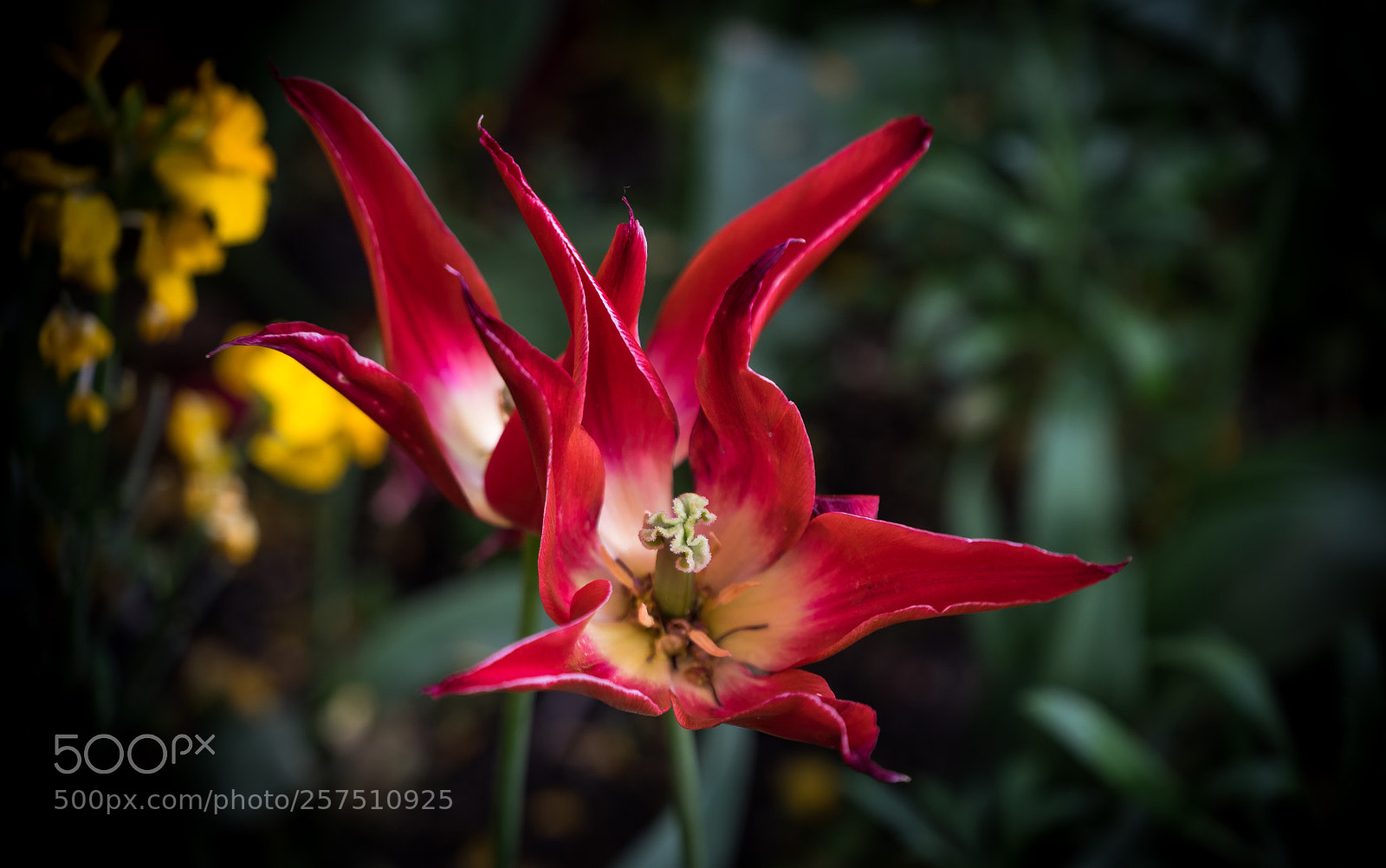 Sony a7 sample photo. Flower photography