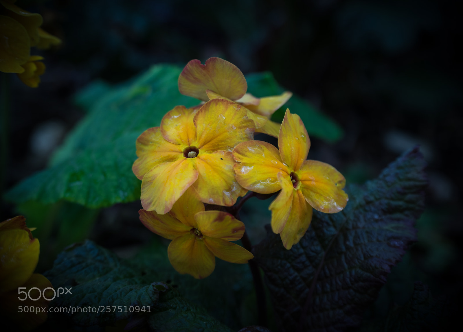 Sony a7 sample photo. Flower photography
