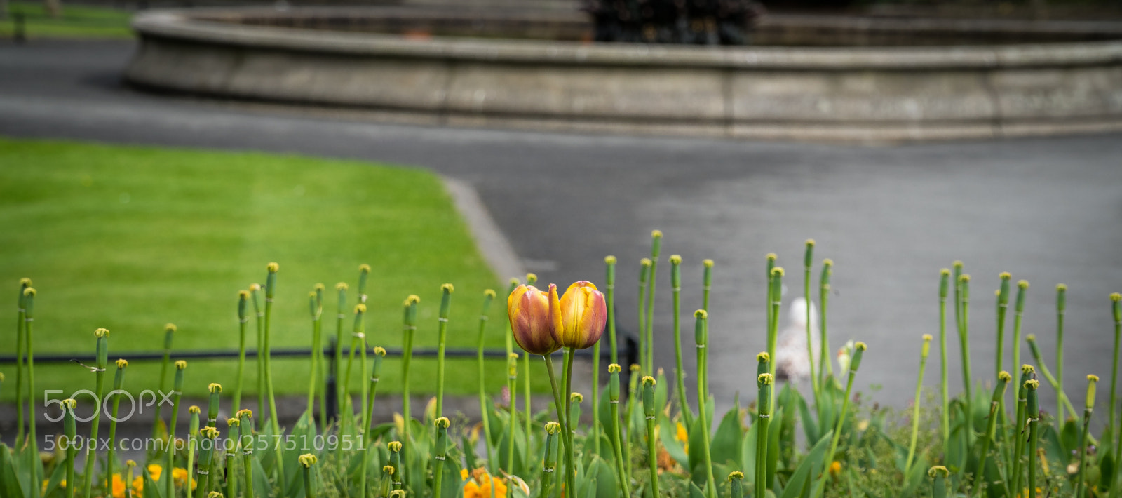 Sony a7 sample photo. Rm photography