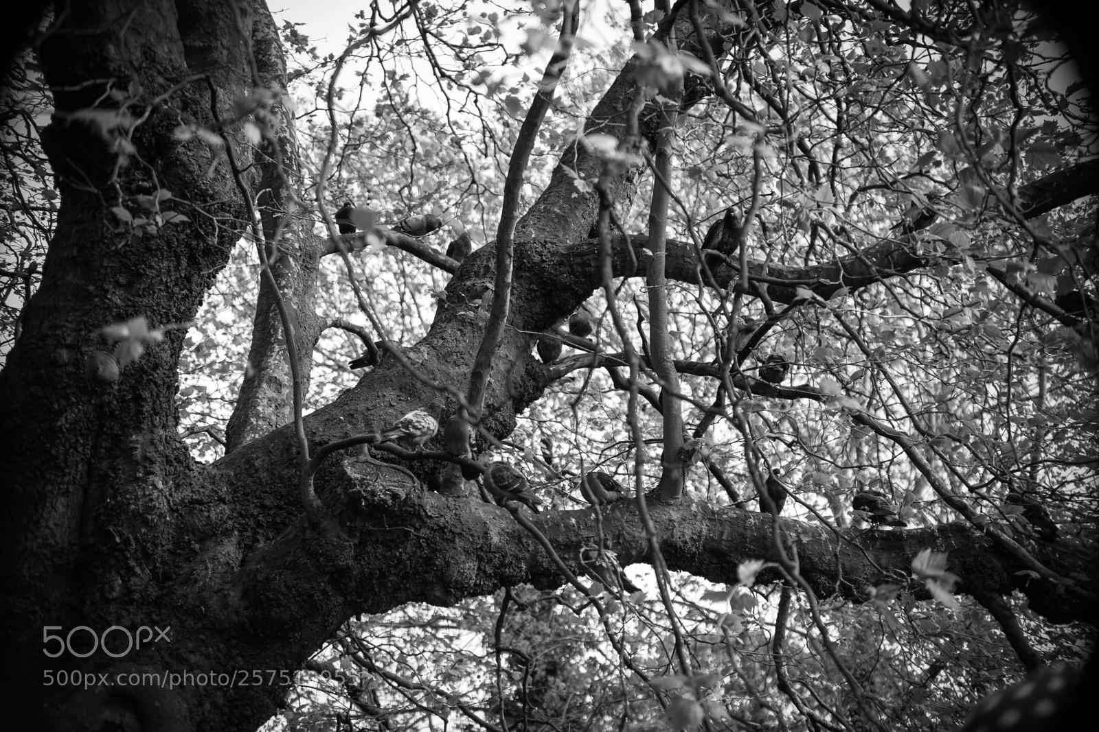 Sony a7 sample photo. B & w photography