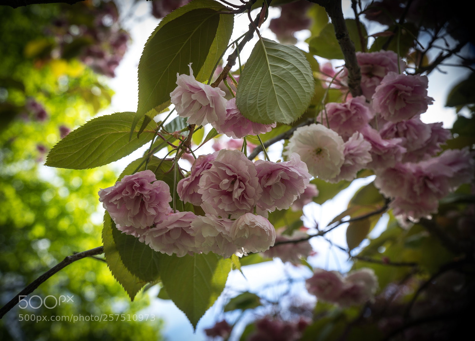 Sony a7 sample photo. Rm photography
