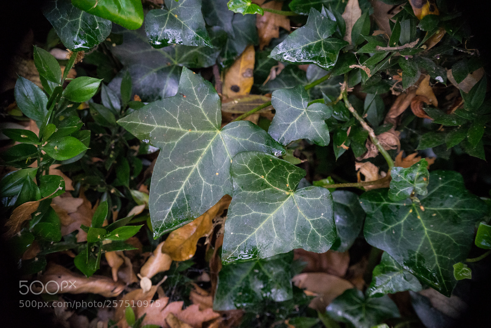 Sony a7 sample photo. Rm photography