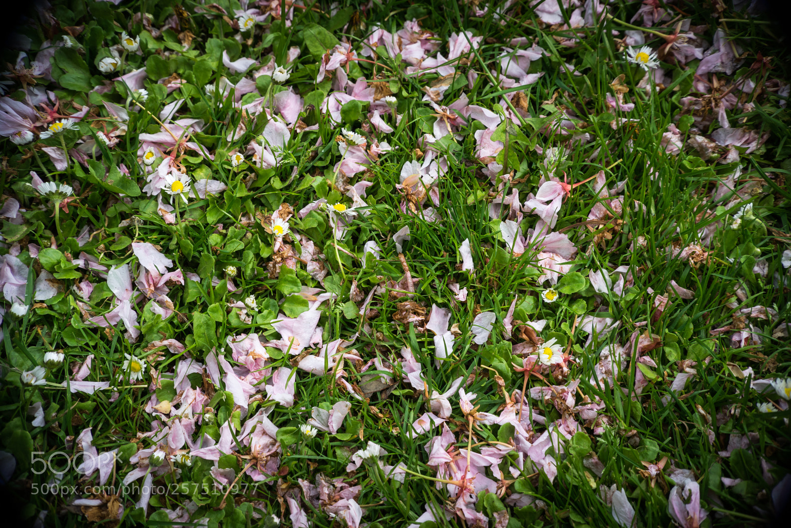 Sony a7 sample photo. Rm photography