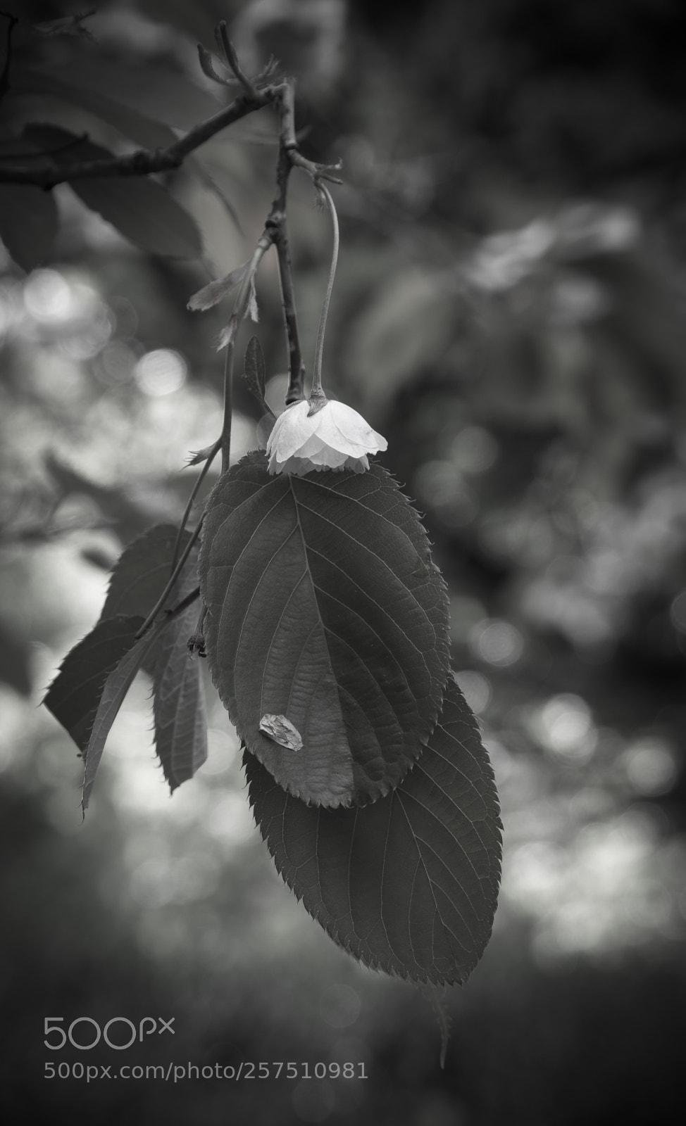 Sony a7 sample photo. Flower photography