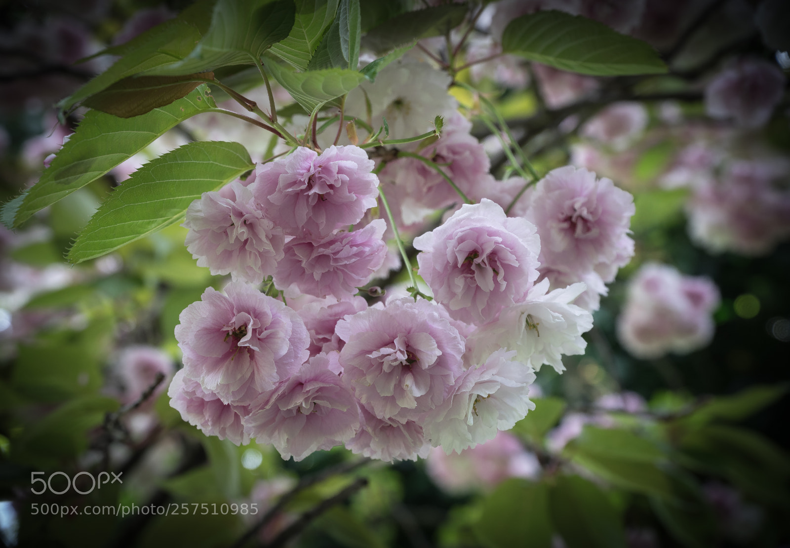 Sony a7 sample photo. Flower photography
