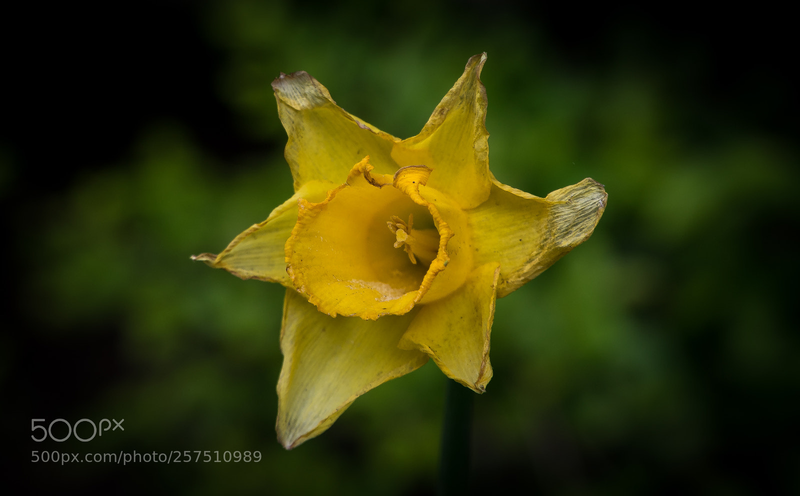 Sony a7 sample photo. Flower photography