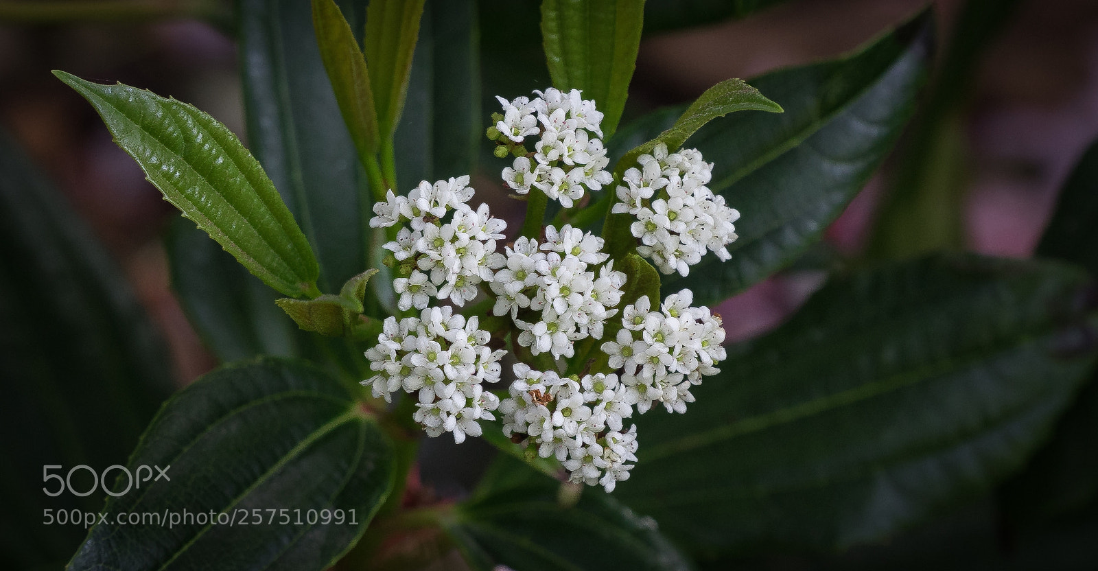 Sony a7 sample photo. Flower photography