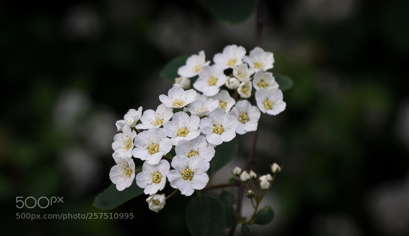 Sony a7 sample photo. Flower photography