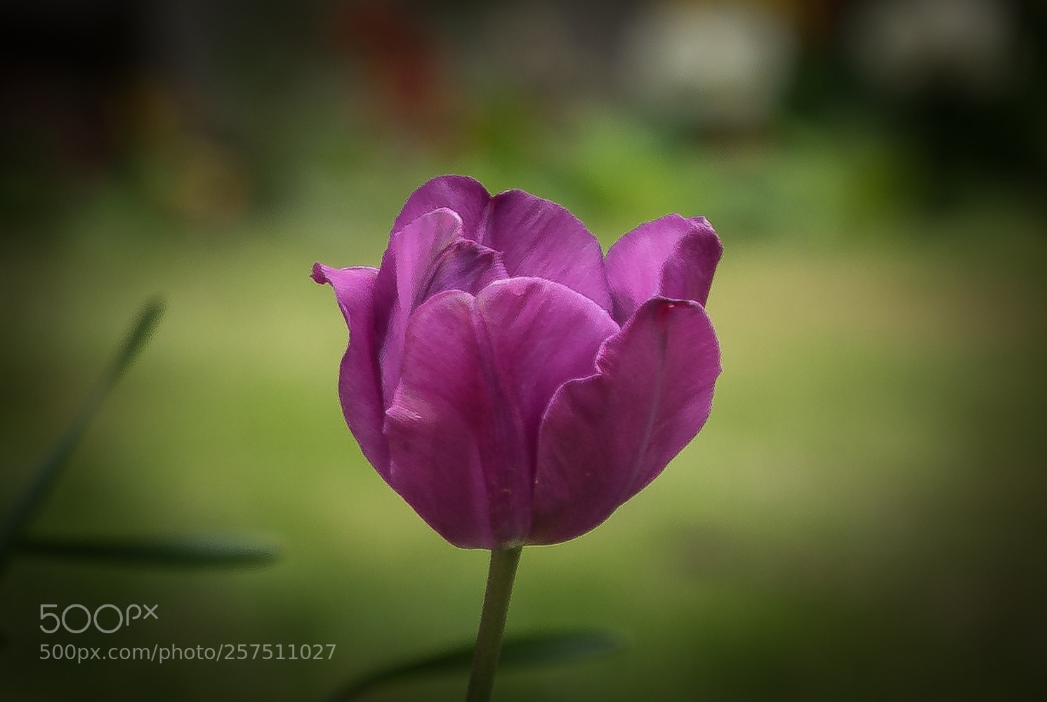 Sony a7 sample photo. Flower photography