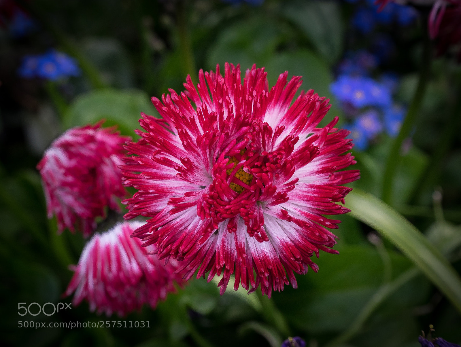 Sony a7 sample photo. Flower photography