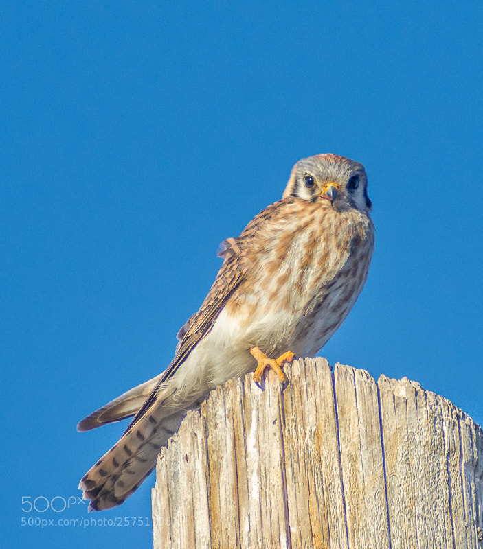 Nikon D7200 sample photo. Kestrel photography