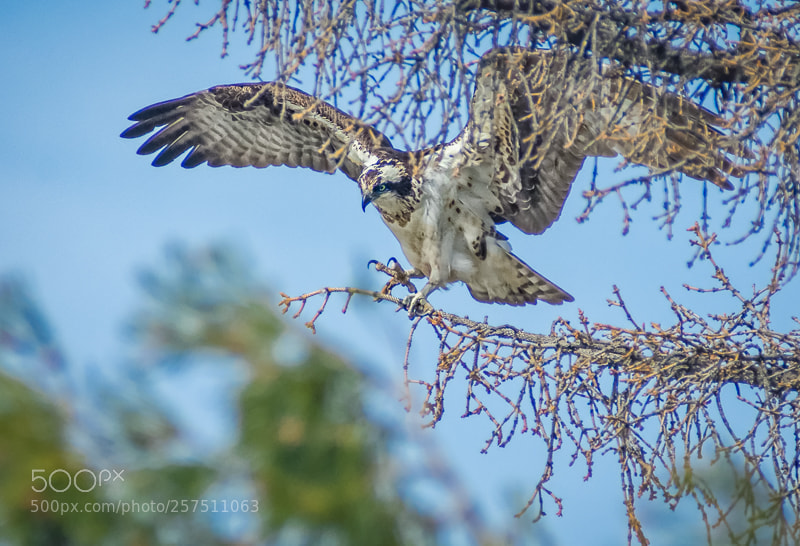 Nikon D7200 sample photo. Osprey landing photography