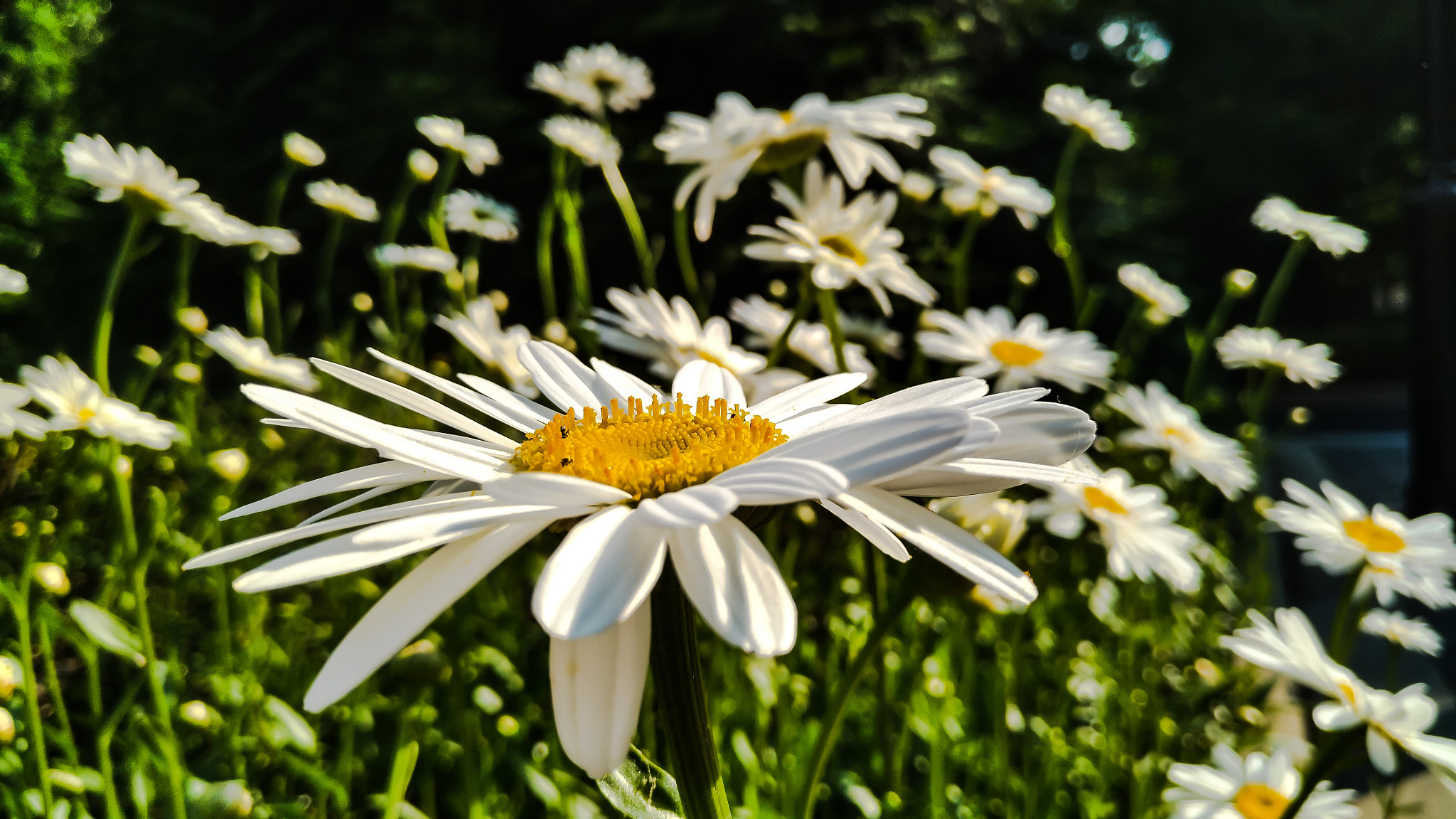 nubia Z11 MINI sample photo