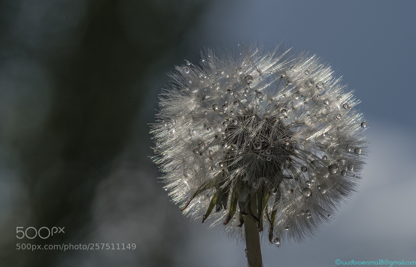 Sony a7 III sample photo. Horse flower twinkel photography