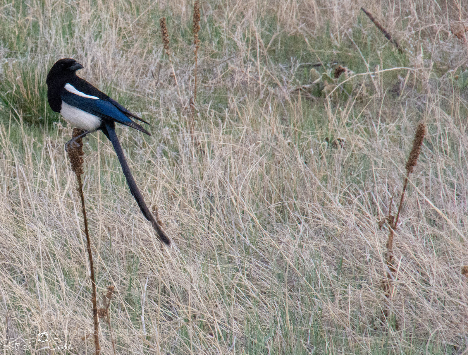 Nikon D7100 sample photo. Black bird photography