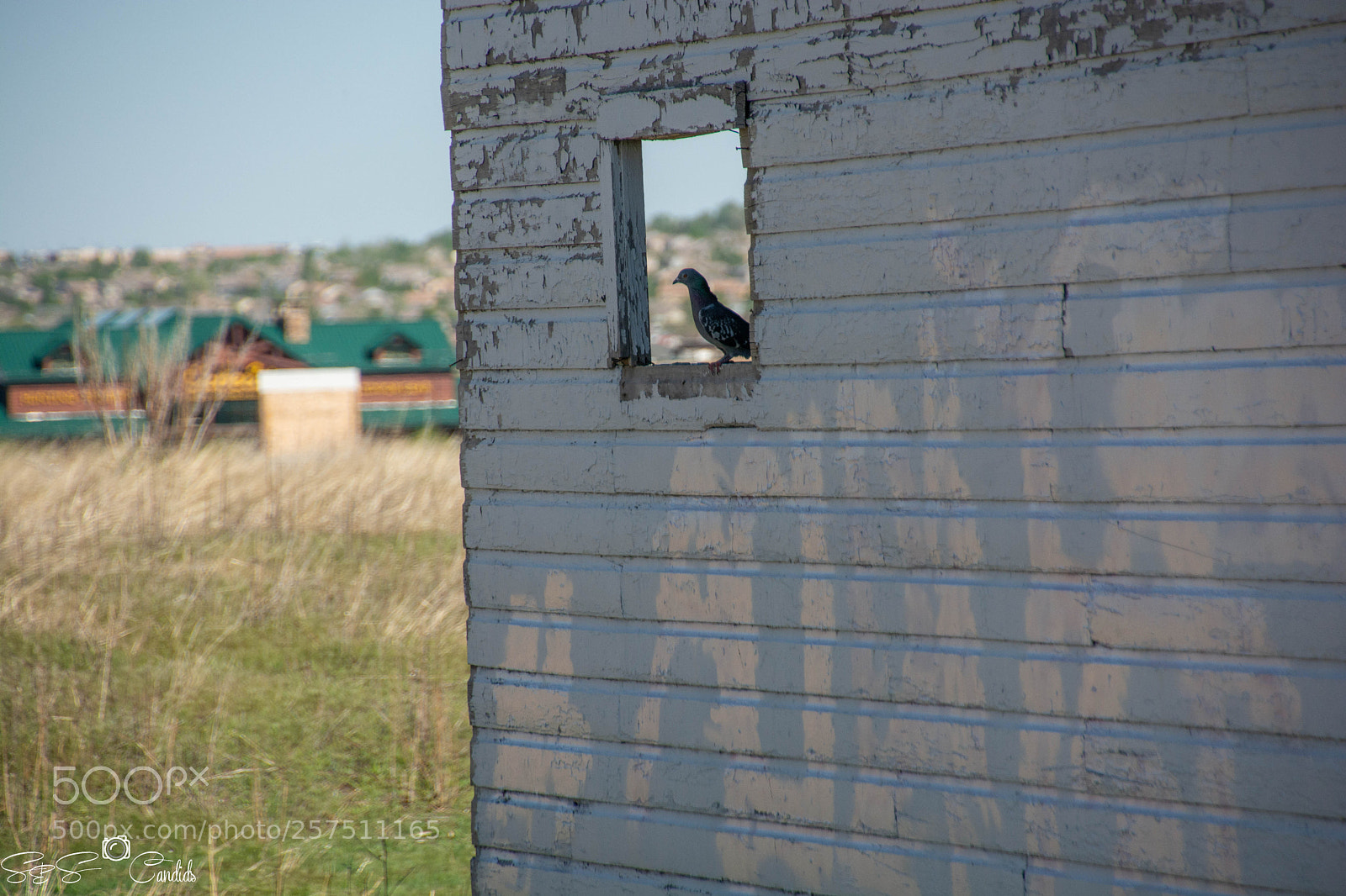 Nikon D7100 sample photo. Pigeon in barn photography