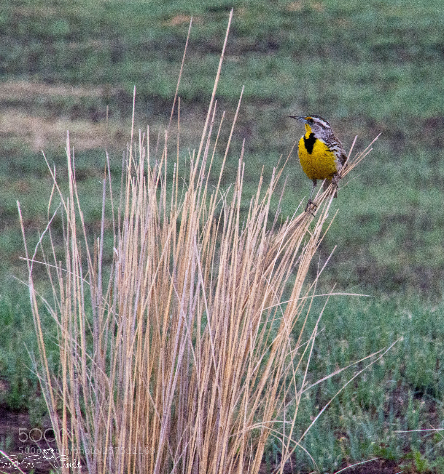 Nikon D7100 sample photo. Yellow bird photography