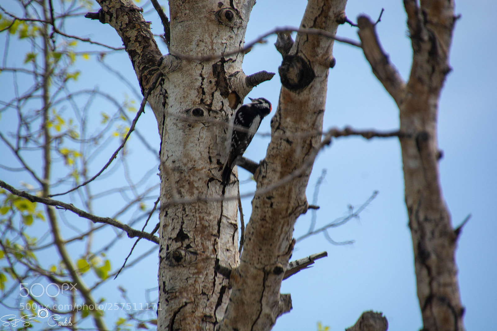 Nikon D7100 sample photo. Woodpecker photography