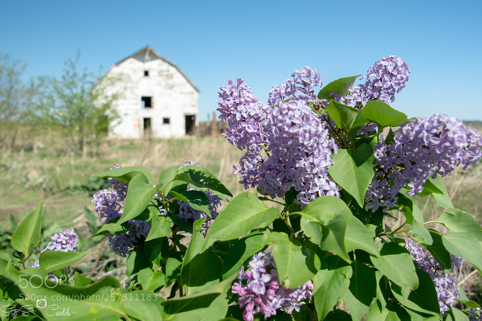 Nikon D7100 sample photo. Barn and plant photography