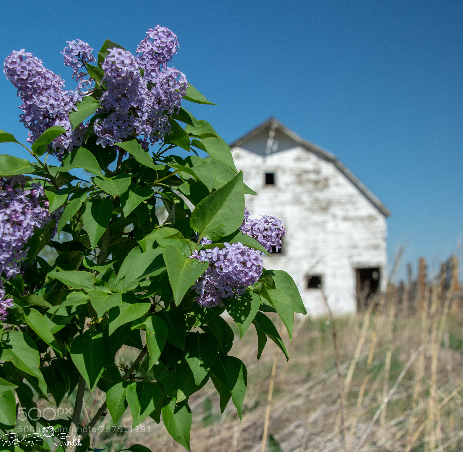 Nikon D7100 sample photo. Barn and plant photography