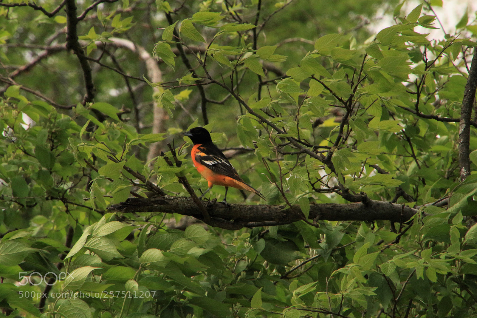 Canon EOS 700D (EOS Rebel T5i / EOS Kiss X7i) sample photo. Baltimore oriole photography