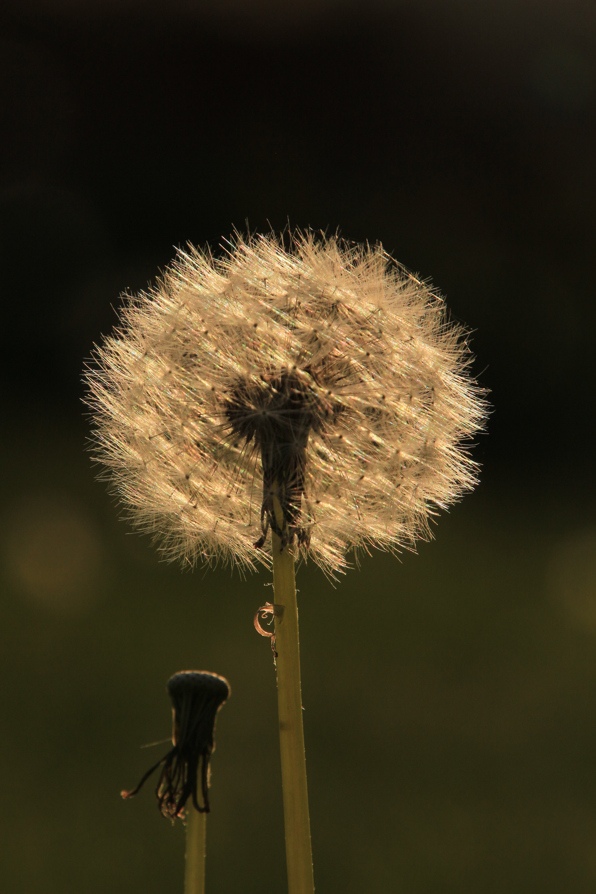 Canon EOS 700D (EOS Rebel T5i / EOS Kiss X7i) sample photo. Dandelion sunrise photography