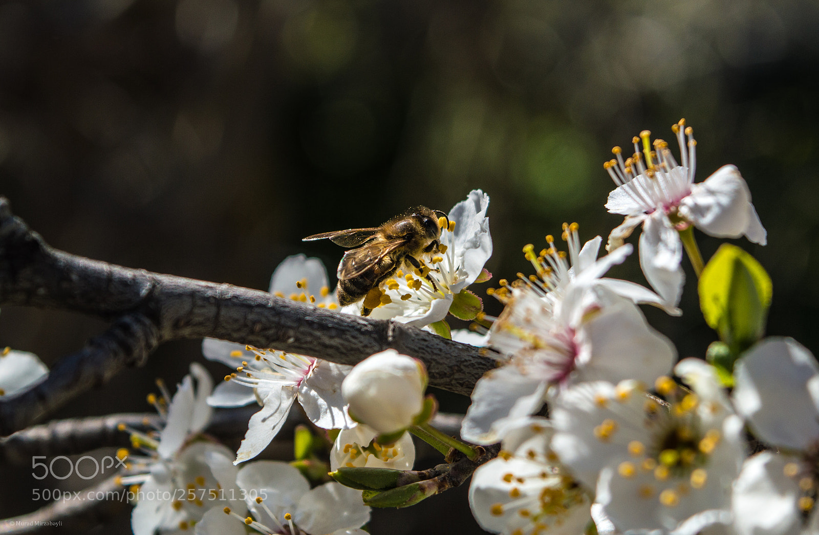 Nikon D3200 sample photo. Bee&flowers photography